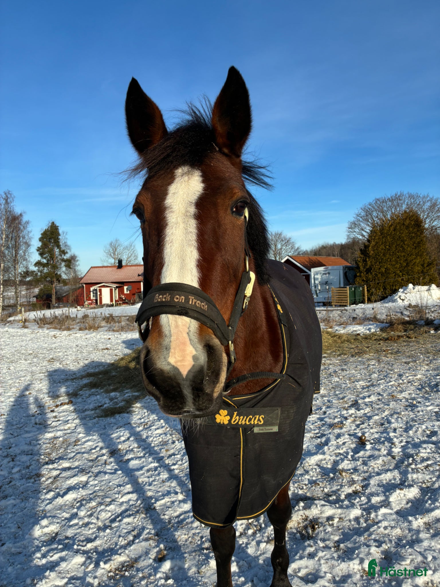  hästar Akut! Sto söker nytt hem - Annons 20