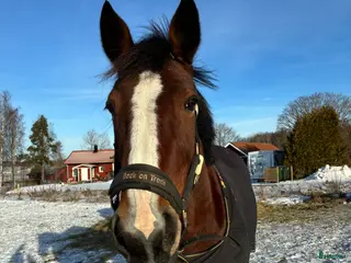 hästar Akut! Sto söker nytt hem - Annons 20