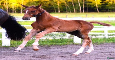  hästar i Sorunda - Annons 9