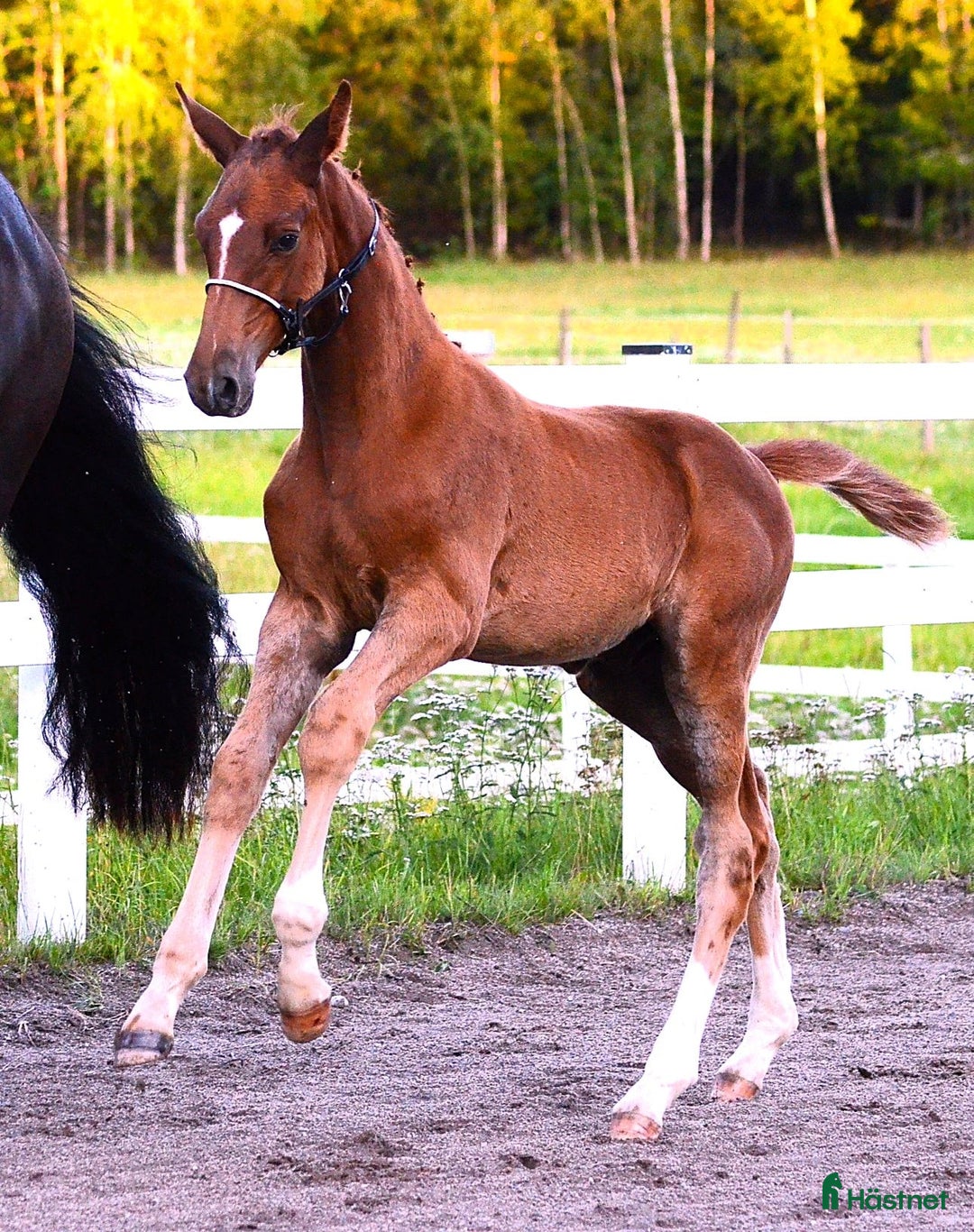 Hoppning hästar till salu: Hingstföl E Kathmandu ES Z i Sorunda - Annons 3