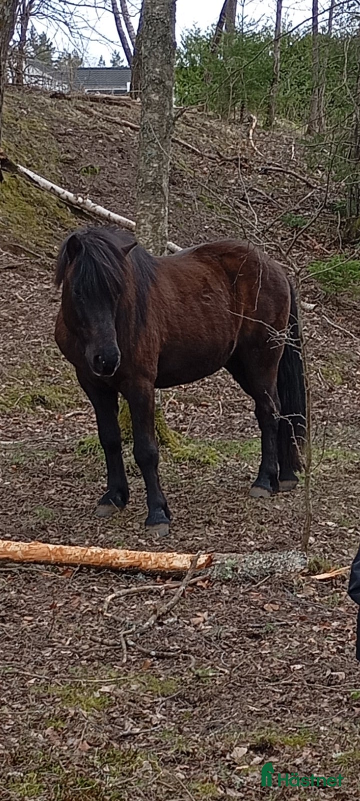  hästar Stor rejäl valack! - Annons 8