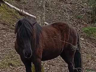hästar Stor rejäl valack! - Annons 8