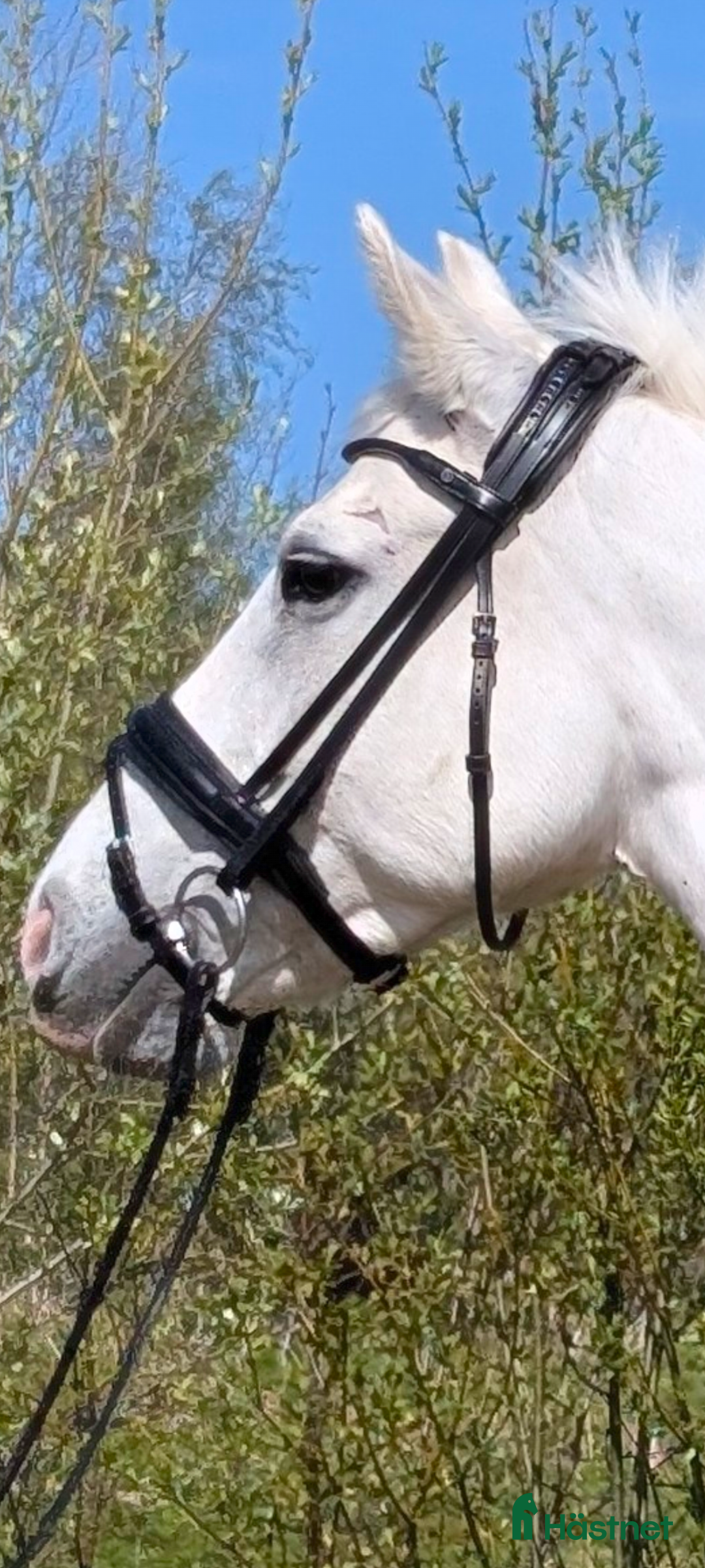 Träns hästutrustning till salu: The Equemist dressyrträns  i Haparanda - Annons 4