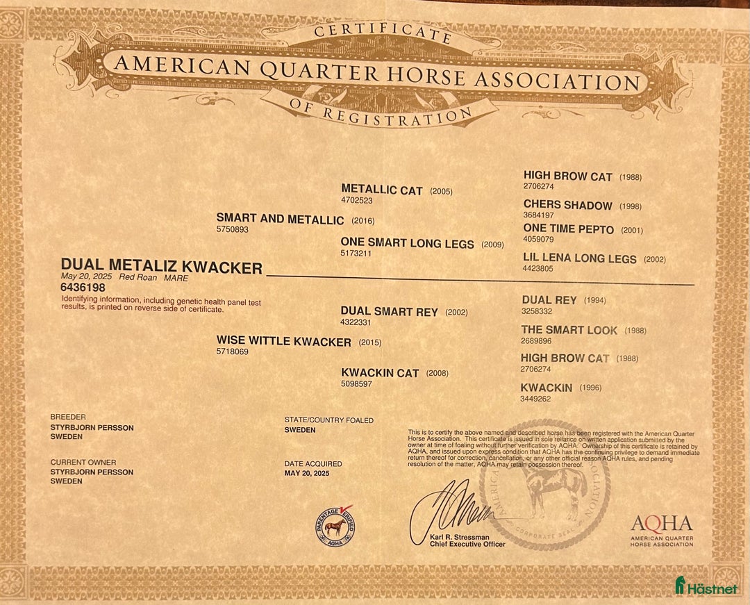 Western hästar till salu: Quarter sto föl i Kristinehamn - Annons 11