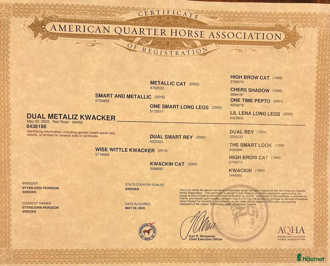 Western hästar till salu: Quarter sto föl i Kristinehamn - Annons 11