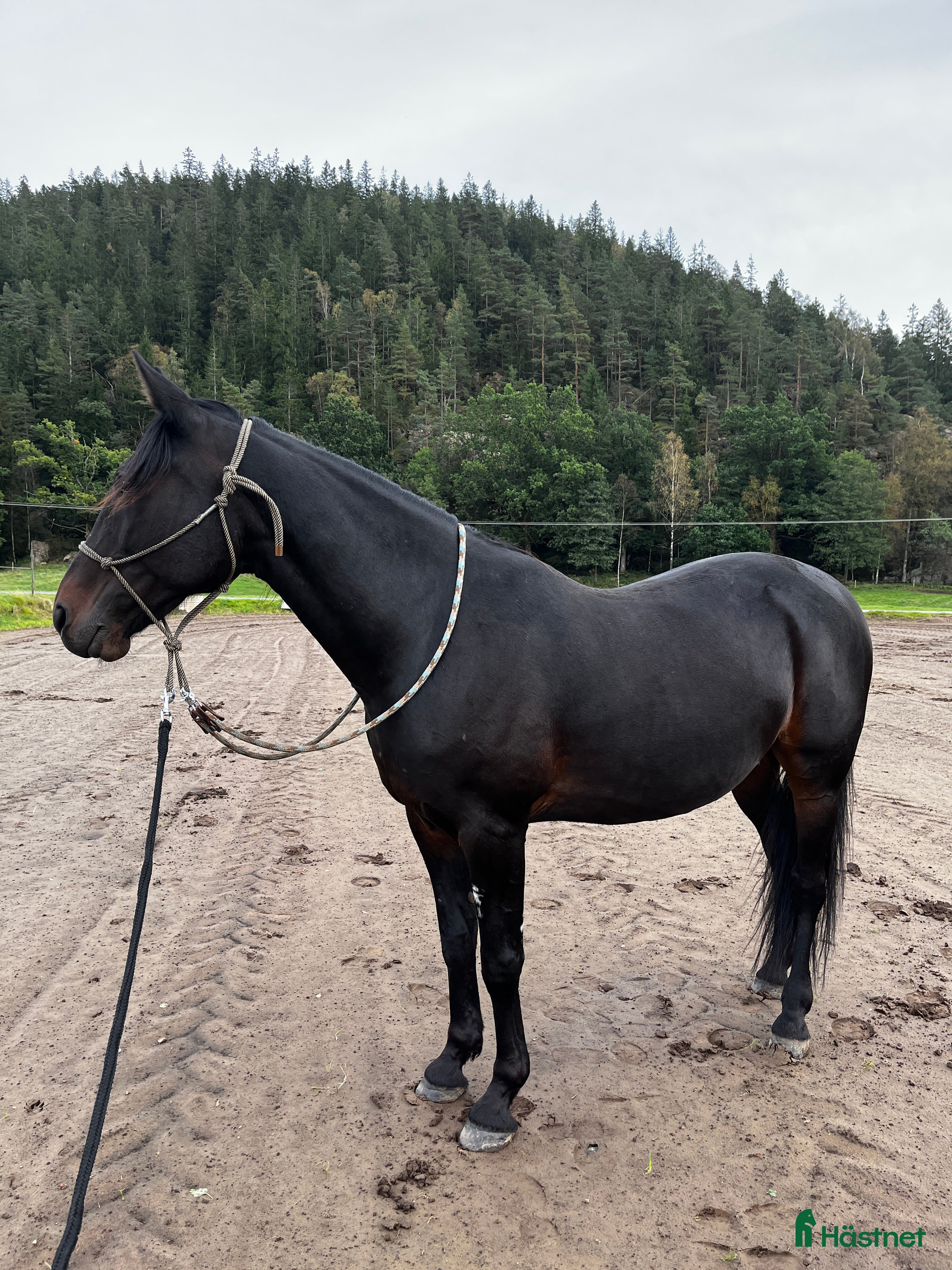  hästar Snäll skogsmulle  - Annons 8