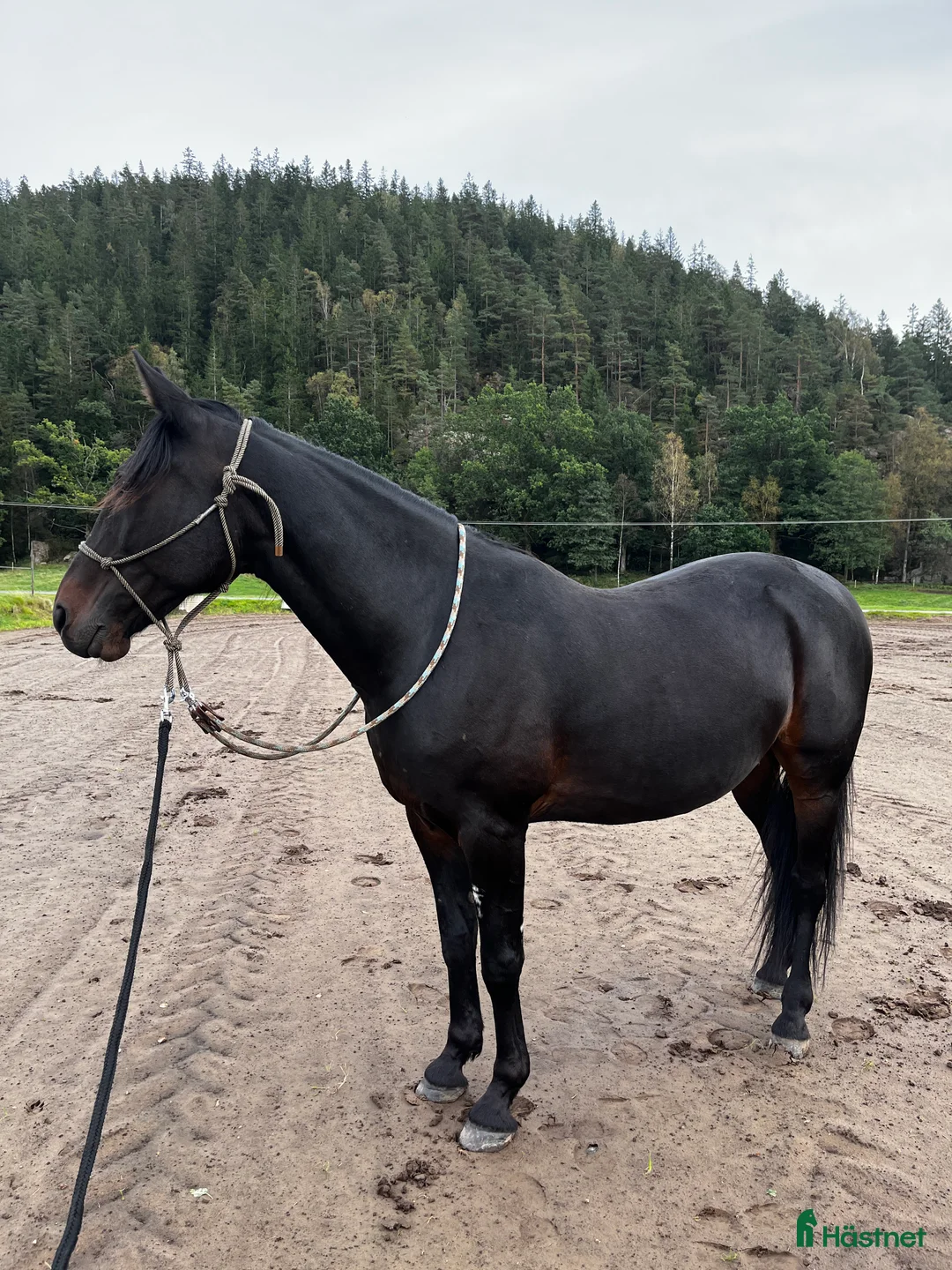 Övrigt hästar till salu: Snäll skogsmulle  - Annons 1