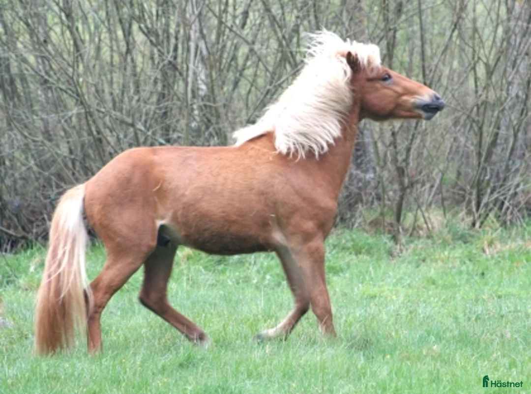 Island hästar till salu: Supersnygging söker ny utmaning - Annons 5