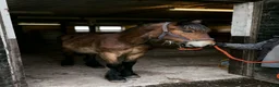 Allround hästar till salu: Nordsvensk 1 års hingst i Norrhult - Annons 2