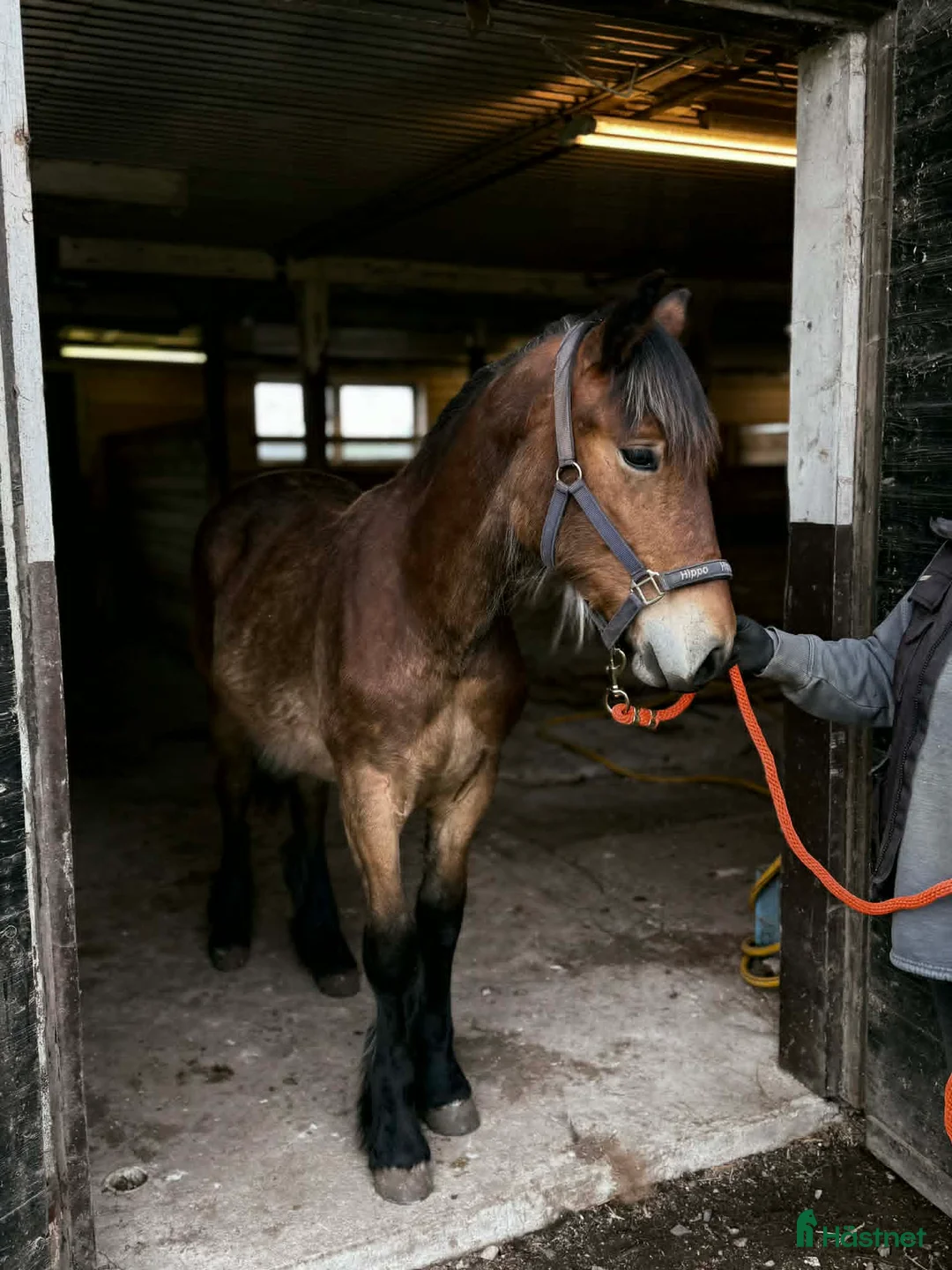 Allround hästar till salu: Nordsvensk 1 års hingst i Norrhult - Annons 2