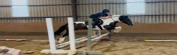 Allround hästar till salu: Coloured D pony - Annons 13