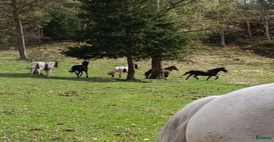  hästar i Tanumshede - Annons 5