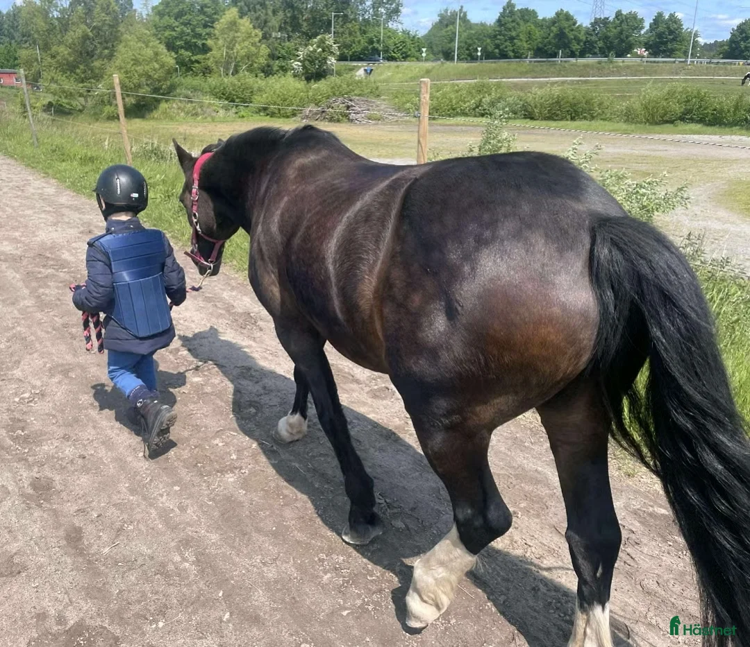  medryttarhäst finnes: Medryttare sökes ! till barnPonny  i Blekinge i Karlshamn - Annons 8