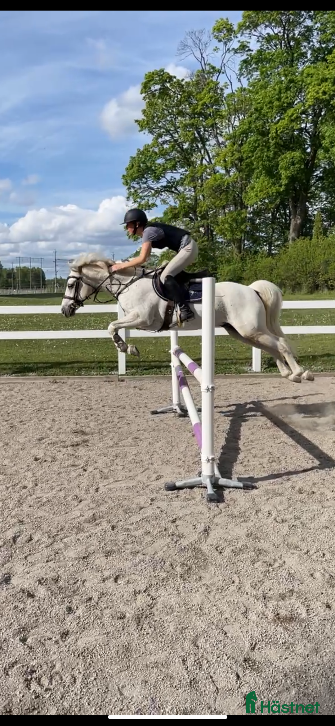 Allround hästar till salu: Härlig allroundponny  i Solna - Annons 2