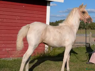 hästar Vackert sto - Annons 10