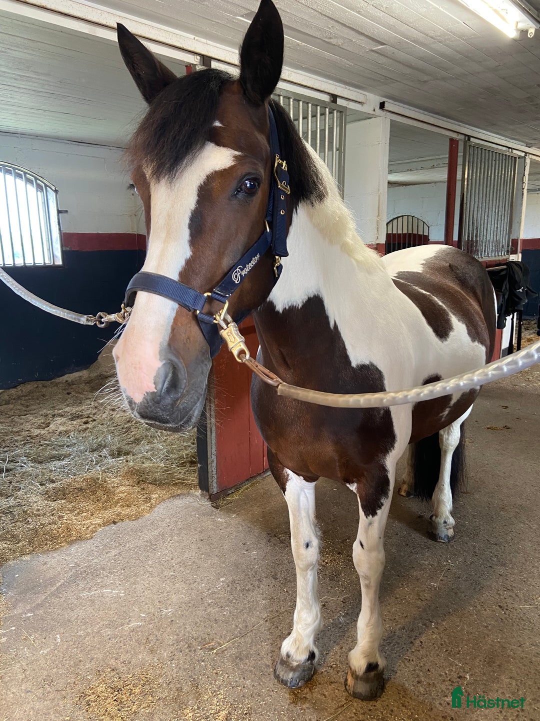 Allround hästar till salu: Vackert och snällt sto. i Hindås - Annons 3