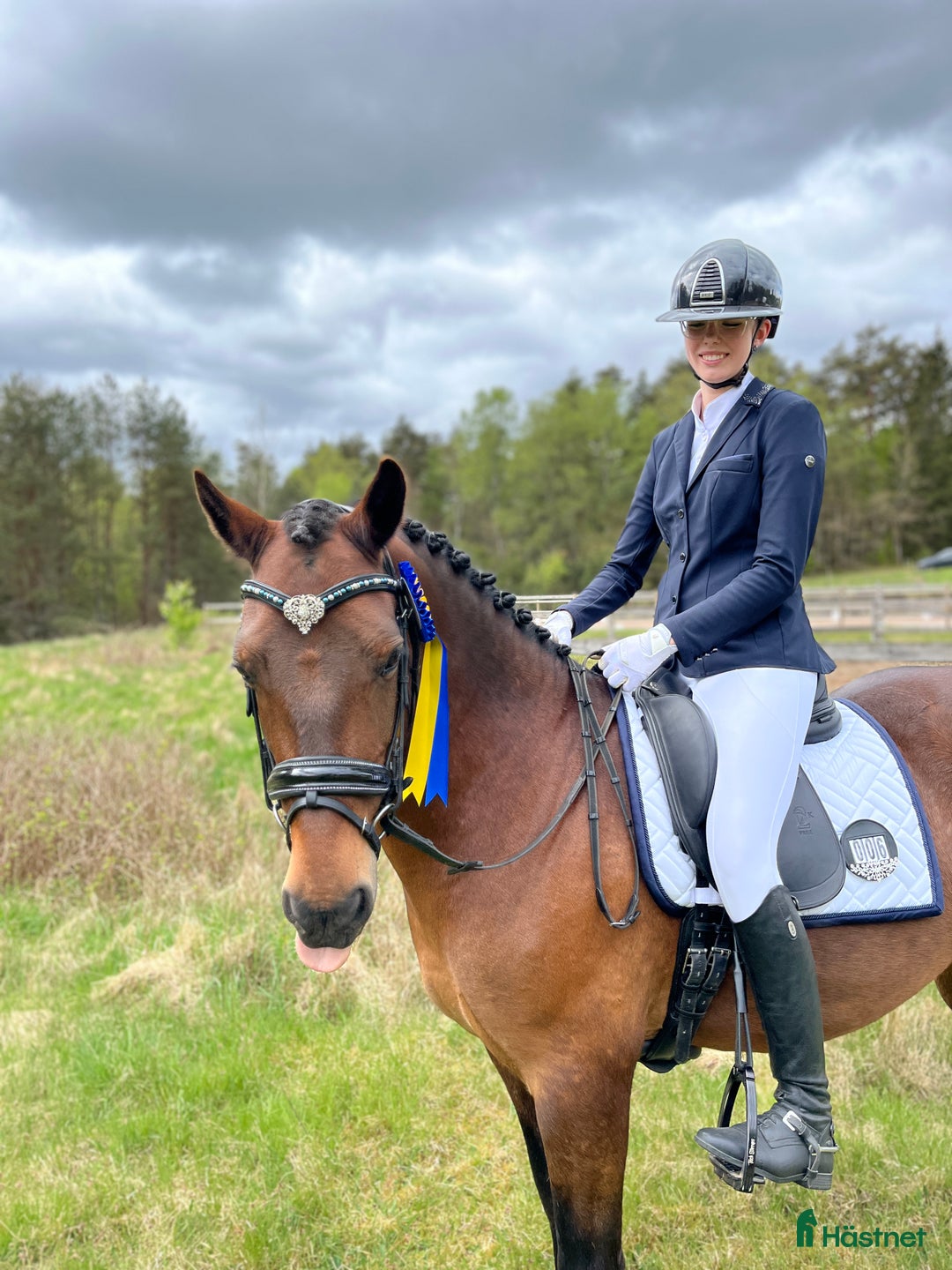Allround hästar till salu: Welsh cob valack som sticker ut i mängden i Lidhult - Bild 3
