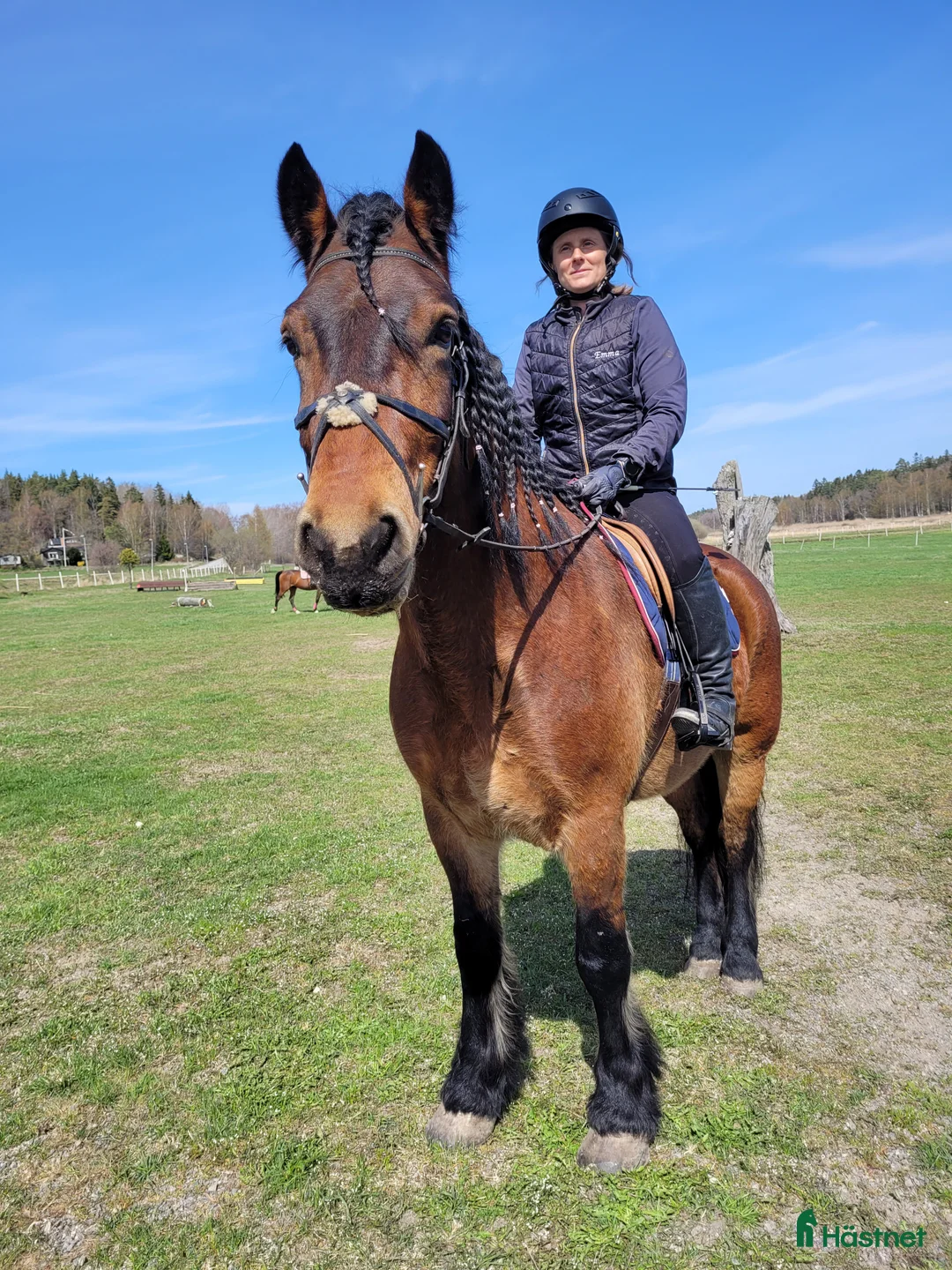 Allround hästar till salu: Charmig nordsvensk i Nynäshamn - Annons 1
