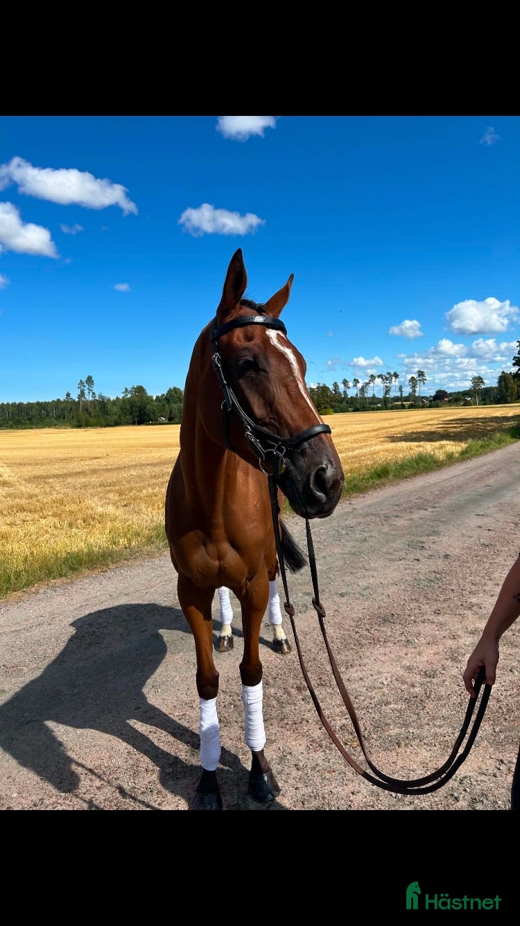  hästar För dig med tid och tålamod  - Annons 1
