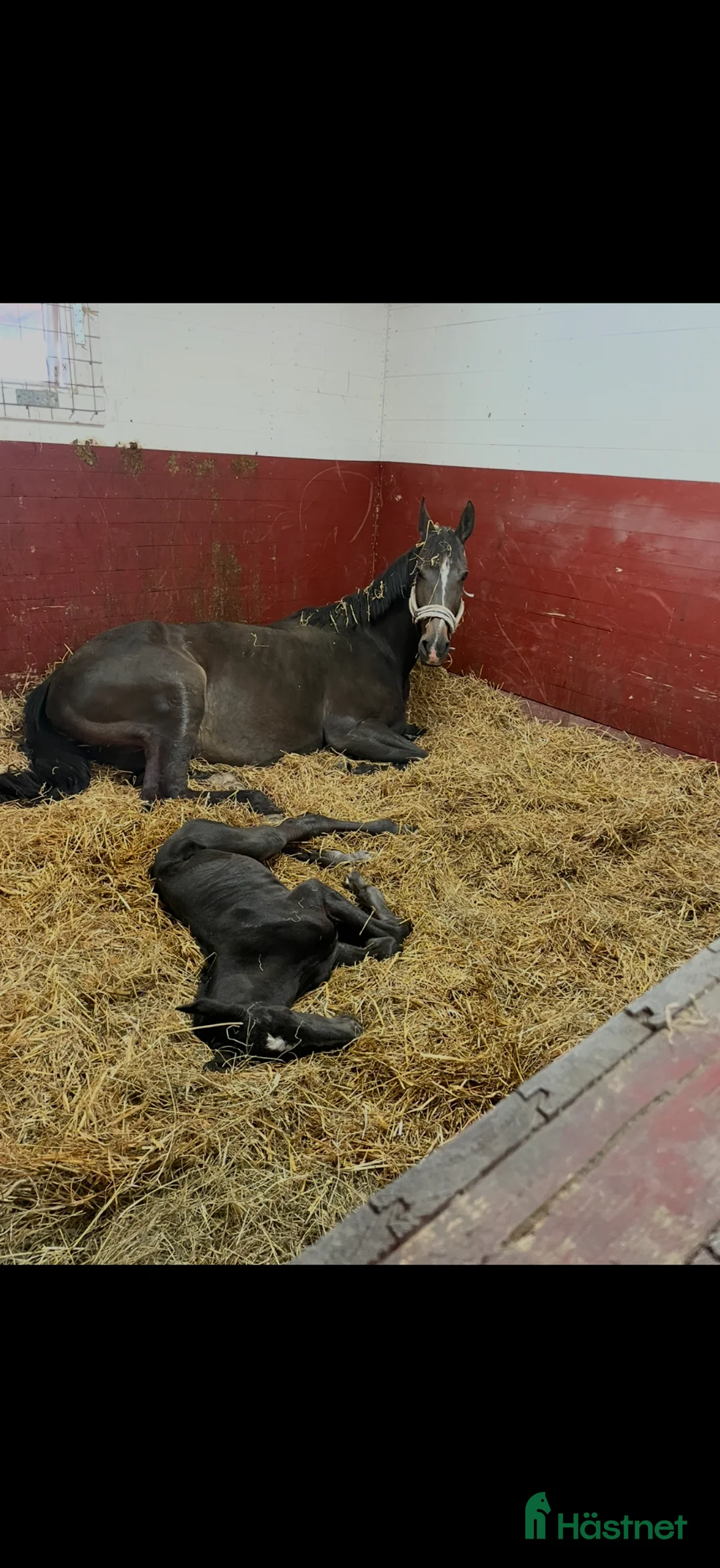 Hoppning hästar till salu: Trevligt avelssto! - Annons 2