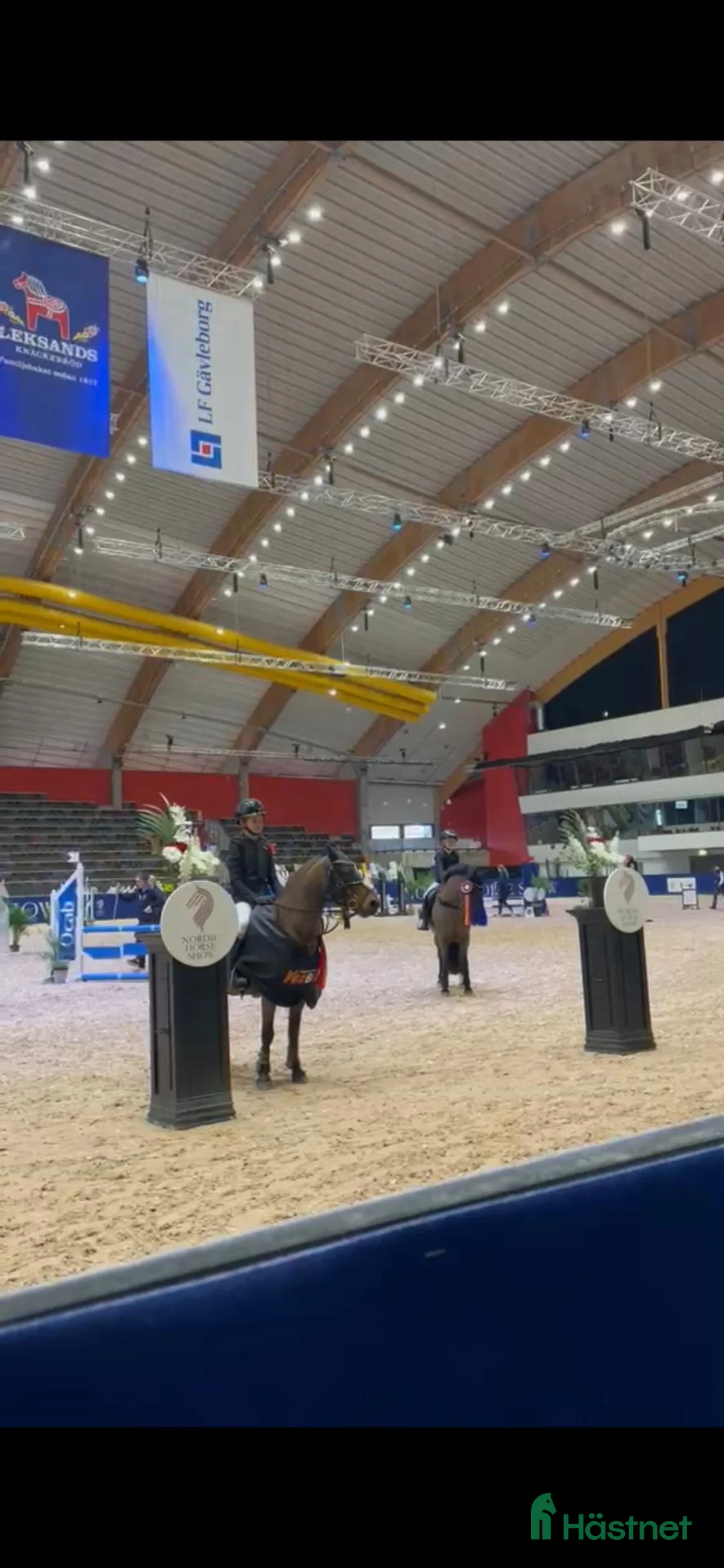 Hoppning hästar till salu: B-ponny  - Annons 2