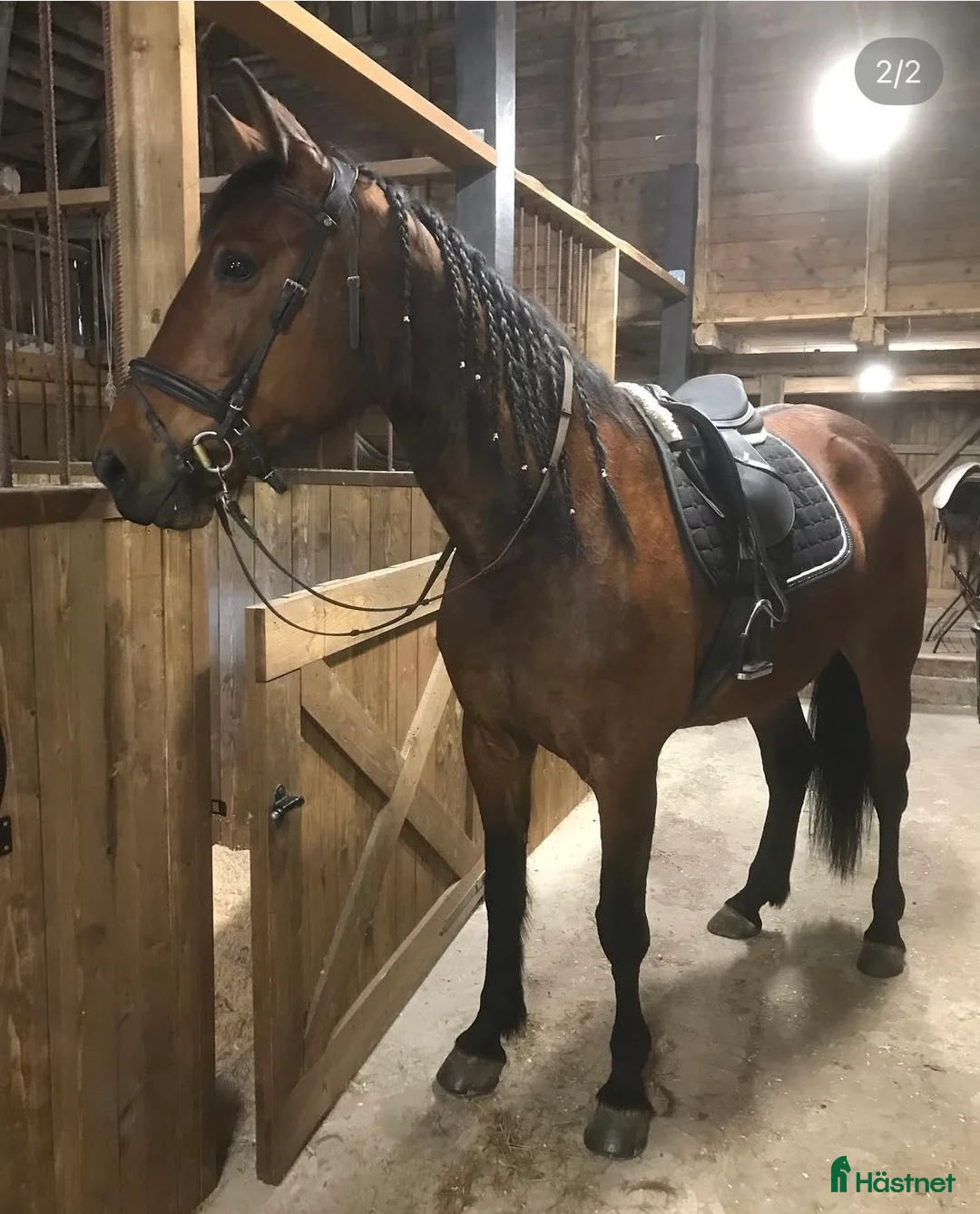 Allround hästar till salu: The Lovely hope  i Eringsboda - Annons 2