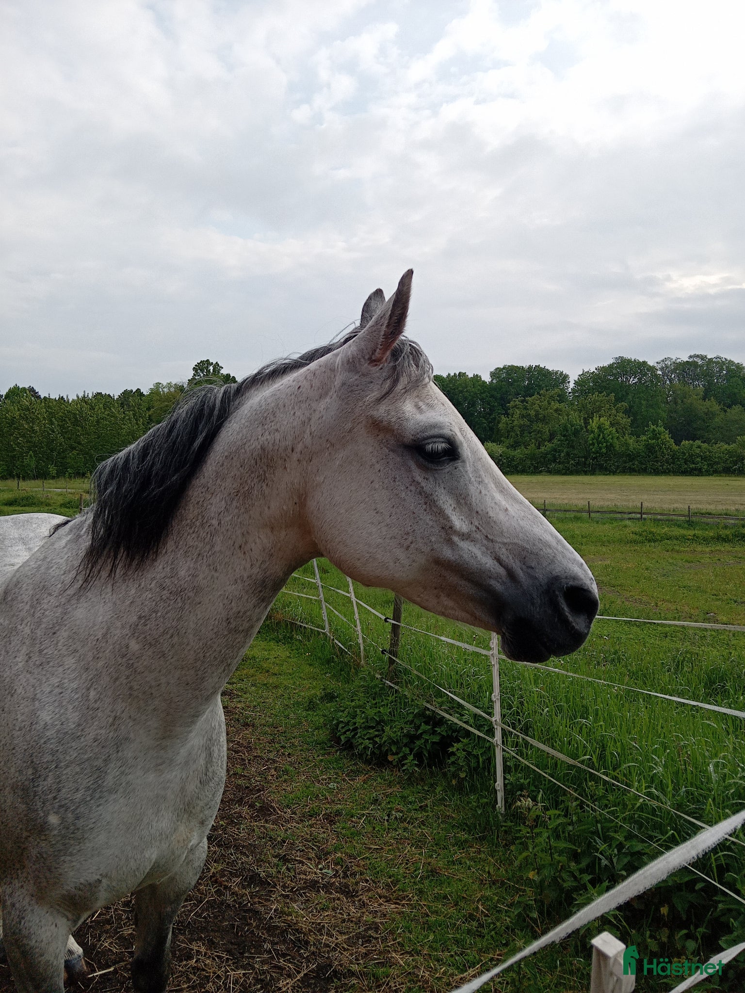  hästar Welshponnysto  - Annons 9