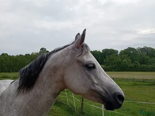 hästar Welshponnysto - Annons 9