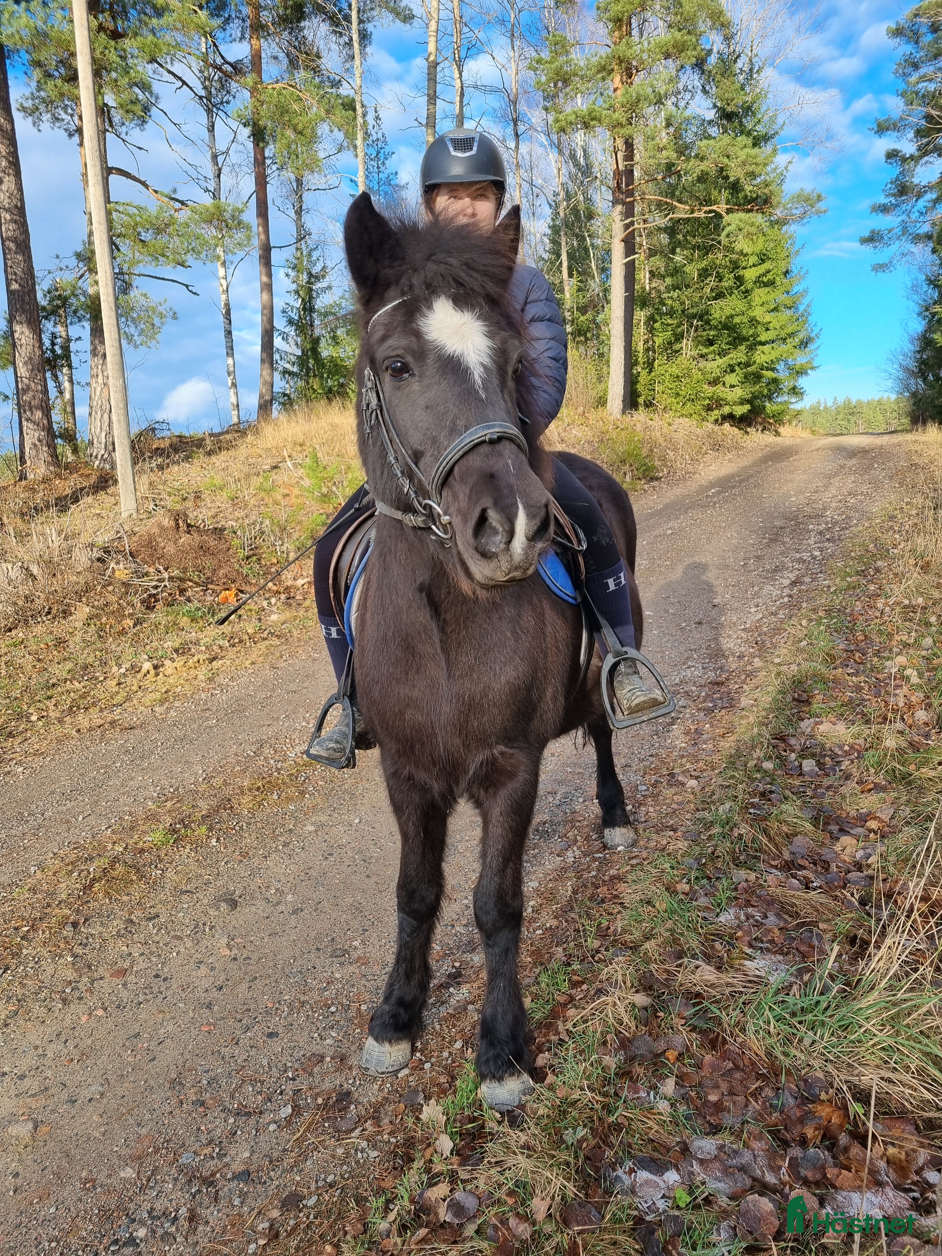  hästar Ny bästa vän i Bettna - Annons 13
