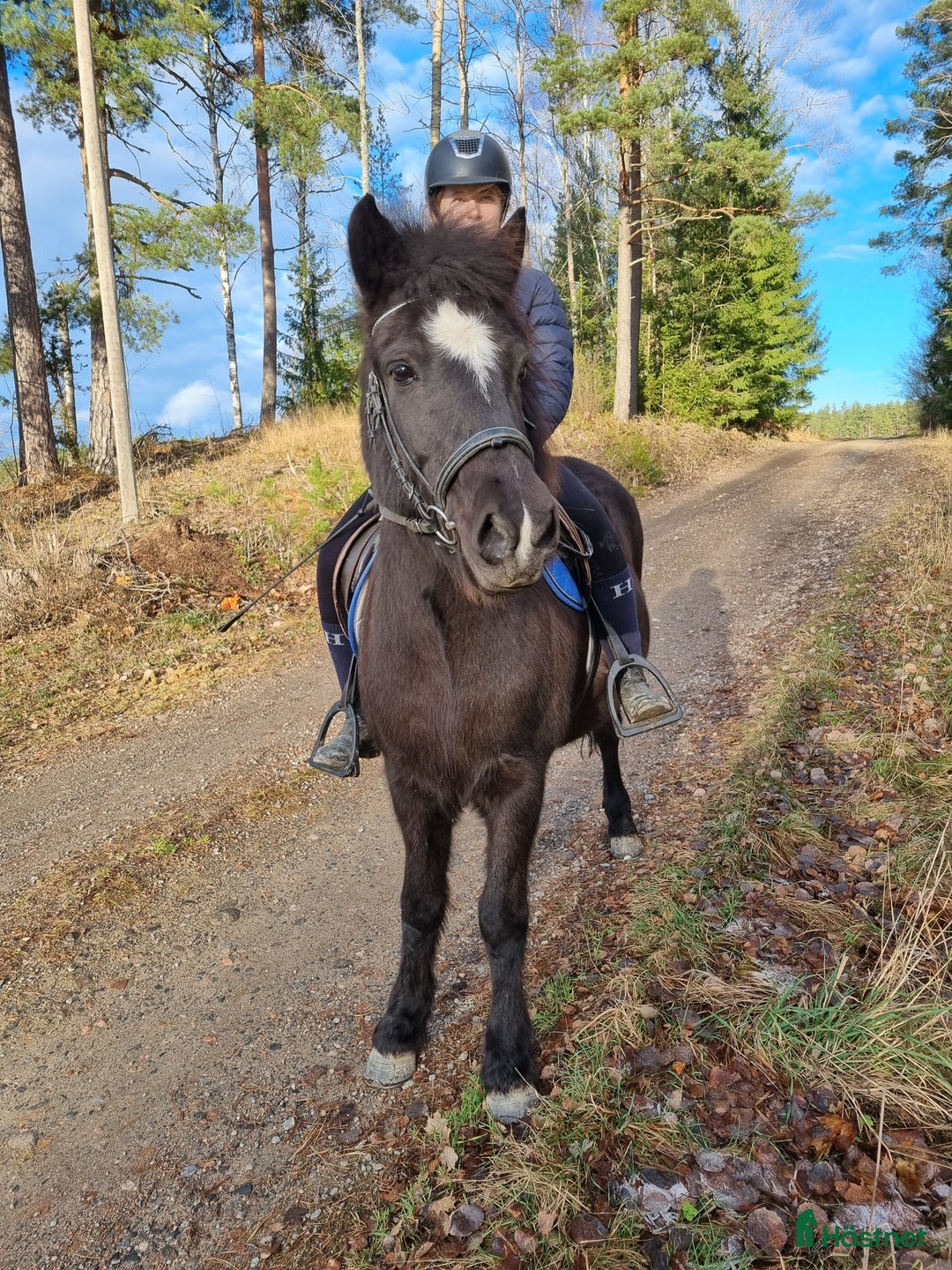 Island hästar till salu: Ny bästa vän i Bettna - Annons 1