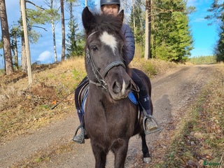 hästar Ny bästa vän i Bettna - Annons 13