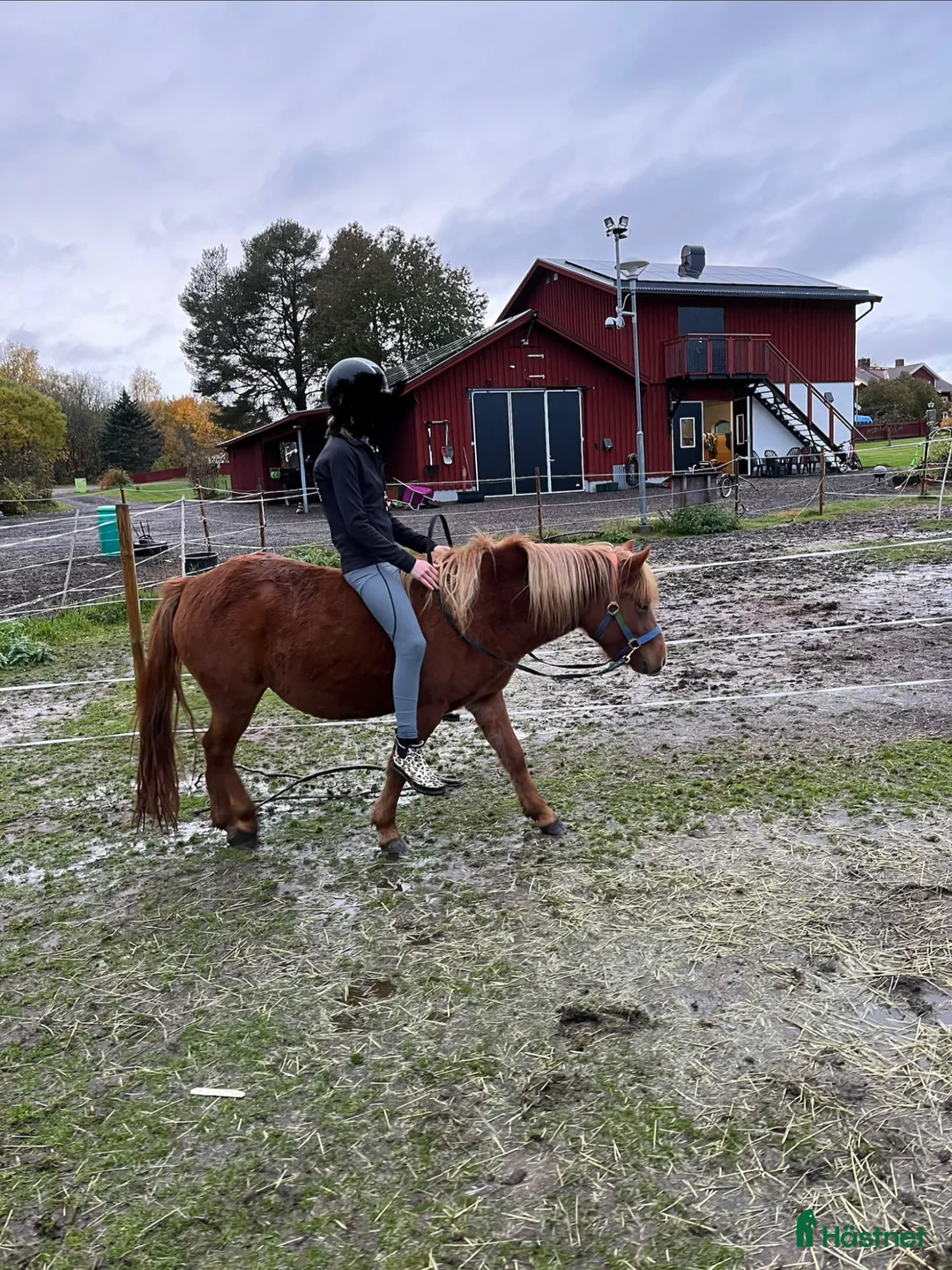 Allround hästar till salu: Russ sto säljes till ridning, körning eller avel - Annons 4