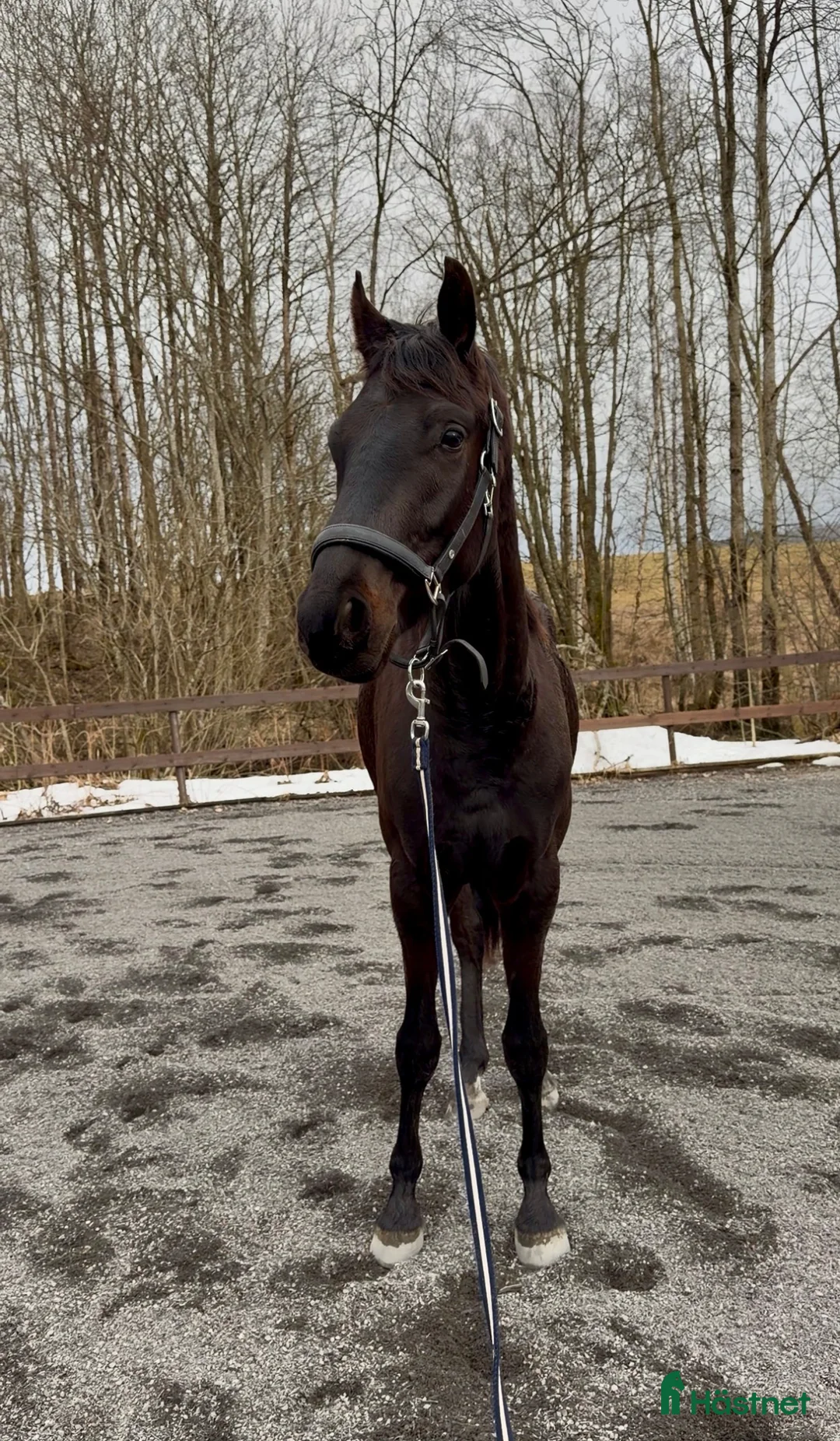 Dressyr hästar till salu: Ukomplisert 3års vallak.  - Annons 2