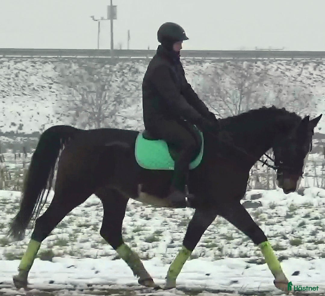 Allround hästar till salu: Dressage/driving Star with 4 white socks i Örsundsbro - Annons 5