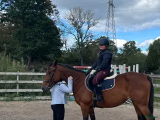 hästar Trygg Ponny sökes - Annons 2