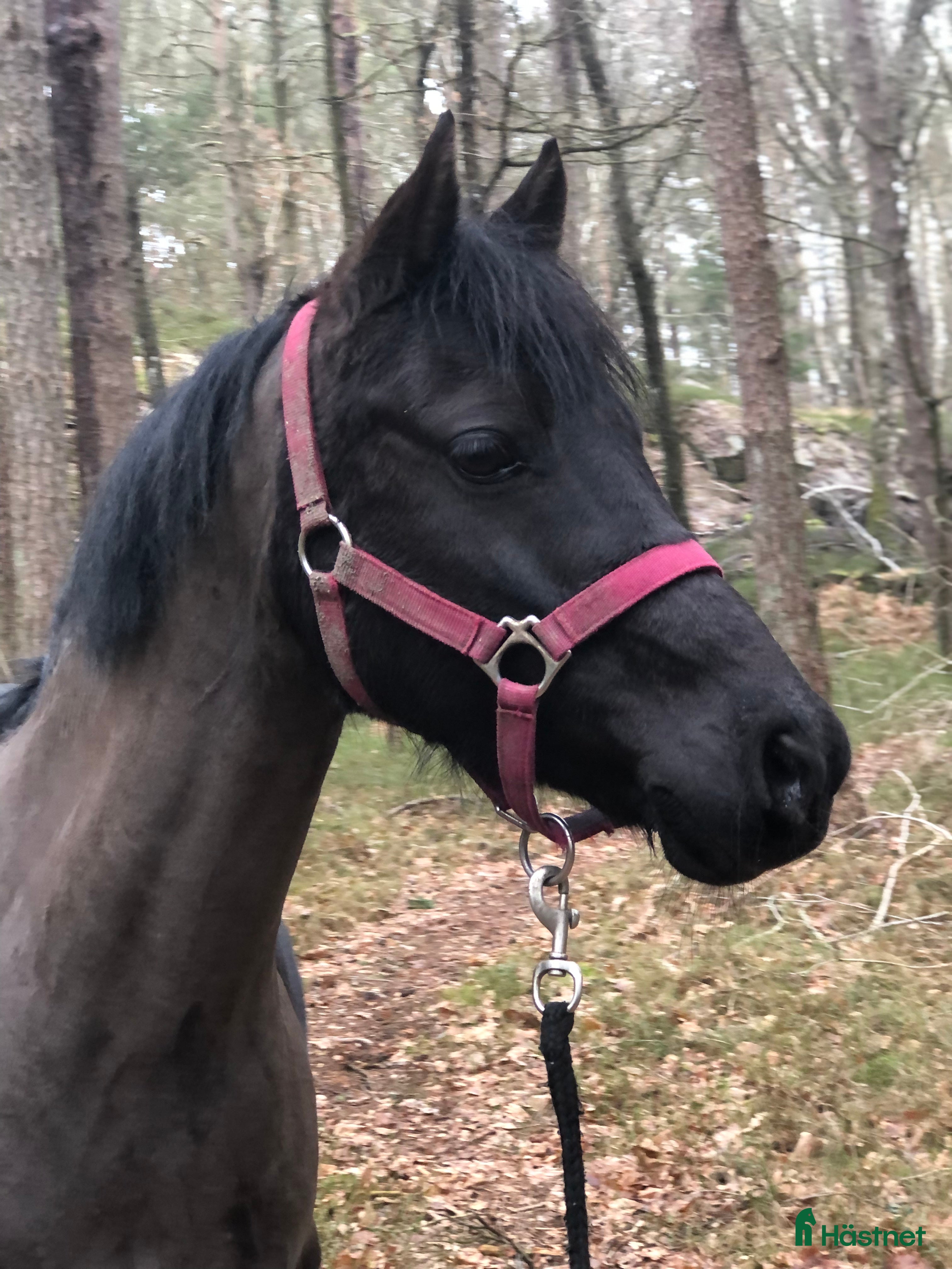  medryttarhäst finnes: B-ponny i Tulebo/Kållered i Mölndal - Annons 4