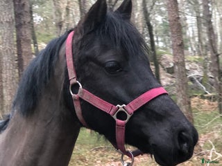 medryttarhäst finnes: B-ponny i Tulebo/Kållered i Mölndal - Annons 2