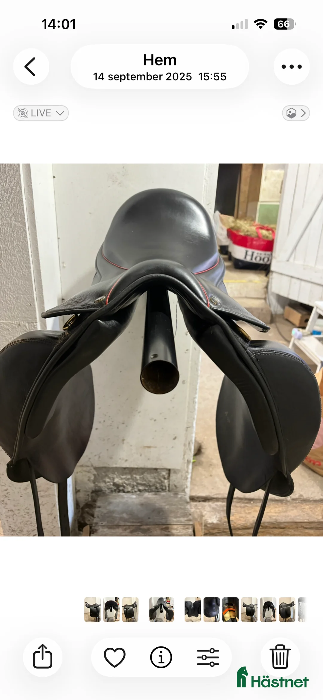 Sadlar hästutrustning till salu: Tølthester Orri i Brastad - Annons 4