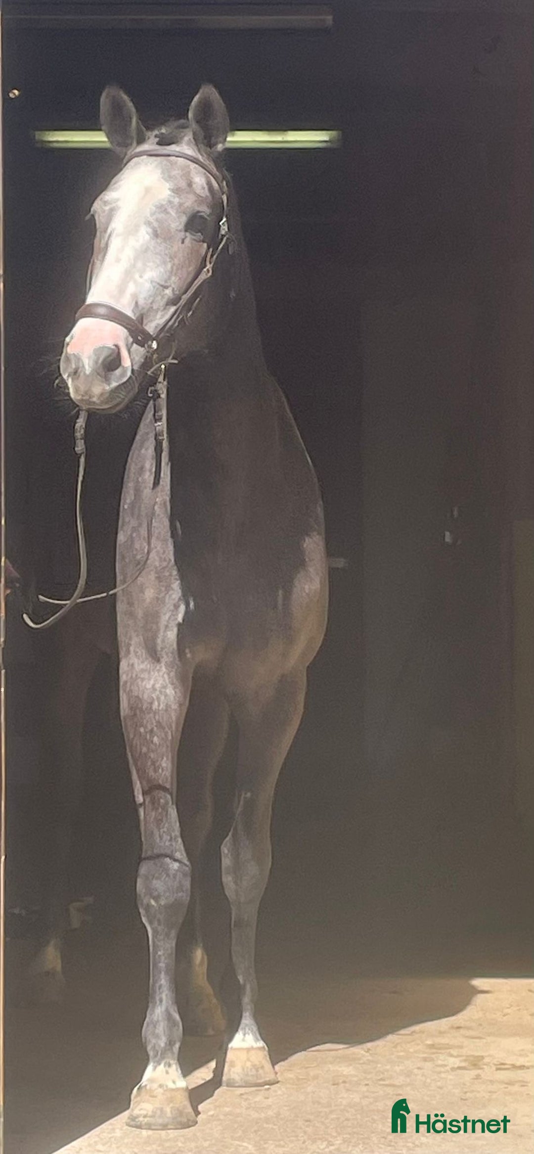 Hoppning hästar till salu: Lovande framtidsämne  i Sävsjö - Annons 3