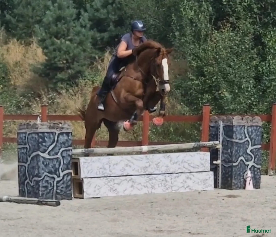 Allround hästar till salu: Allroundhäst med känsla & egen motor - Annons 1