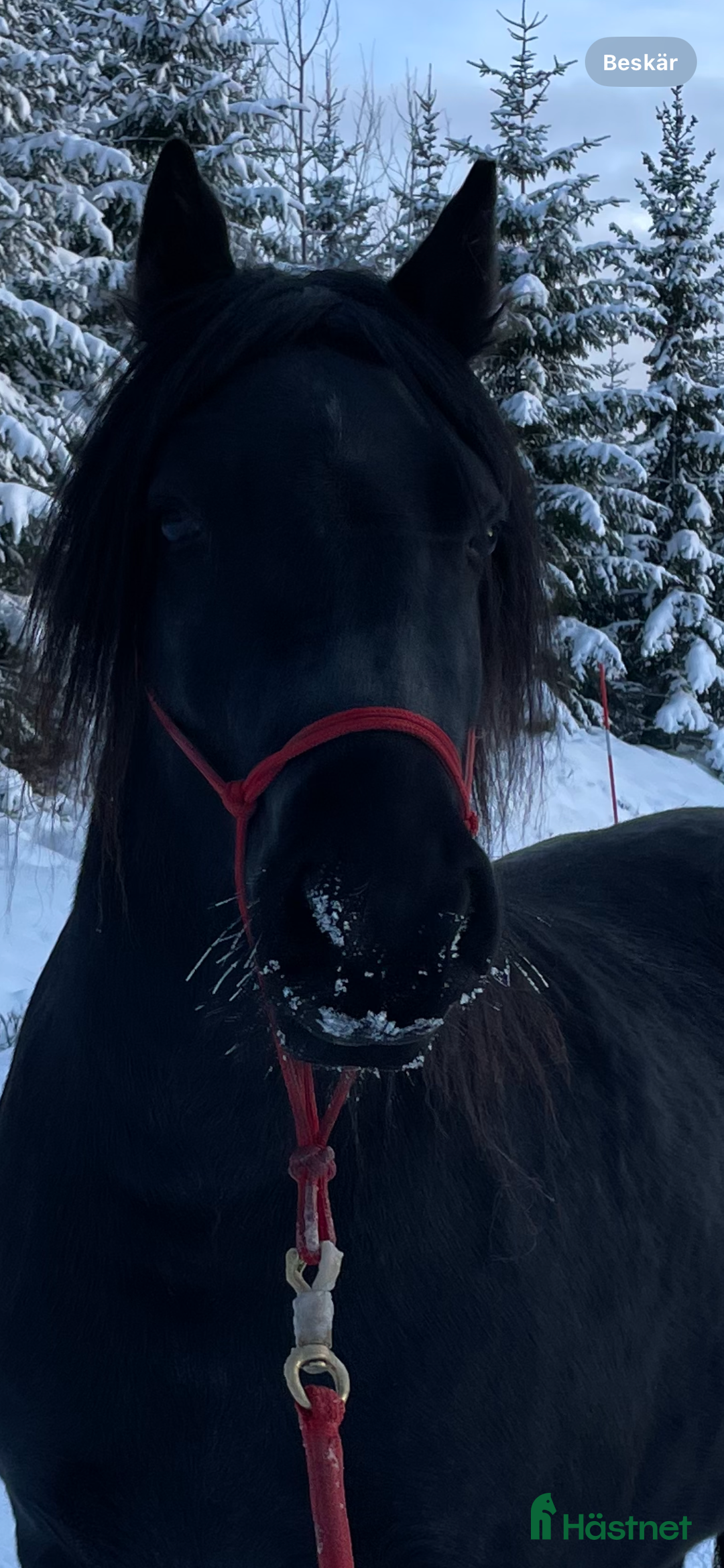 Allround hästar till salu: Fellponny i Ärla - Annons 4