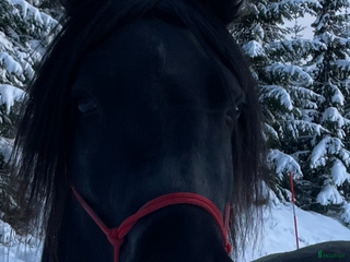 hästar Fellponny i Ärla - Annons 11