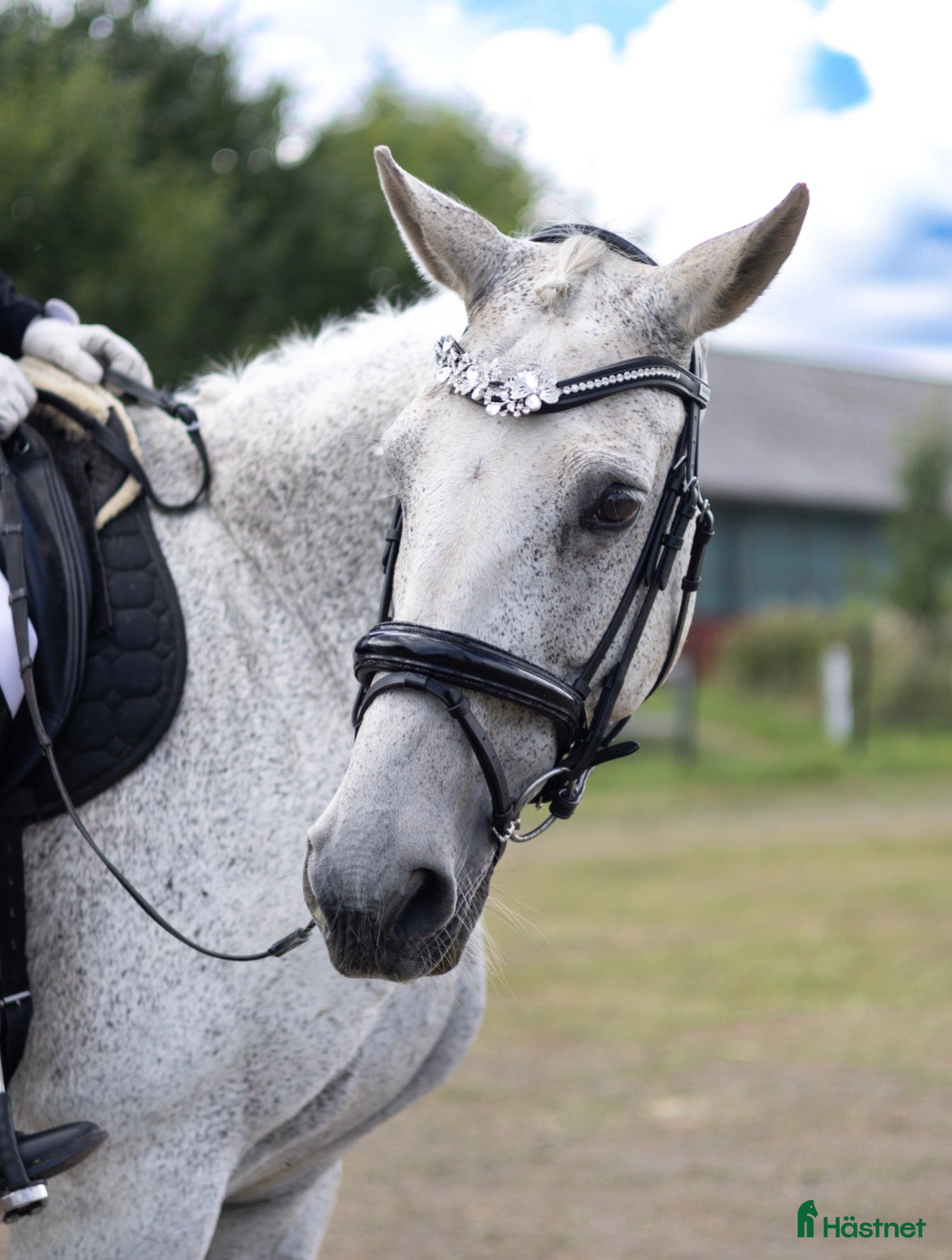  hästar Läromästare och tävlingskompis 💕 - Annons 1