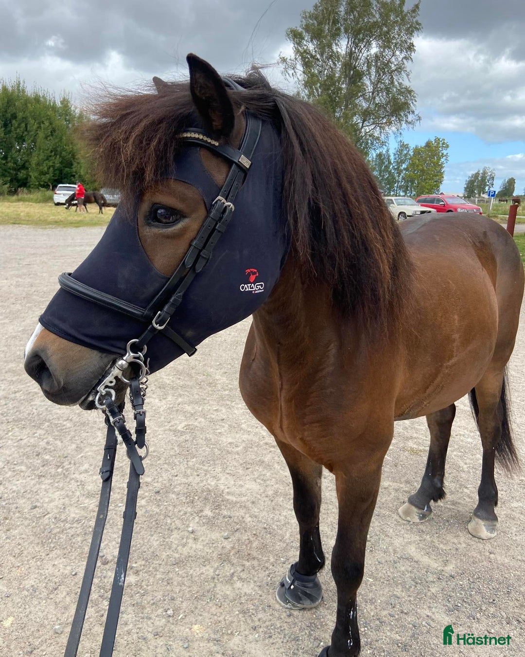  medryttarhäst finnes: Medryttare sökes till tre ponnyer i Tjällmo - Annons 2