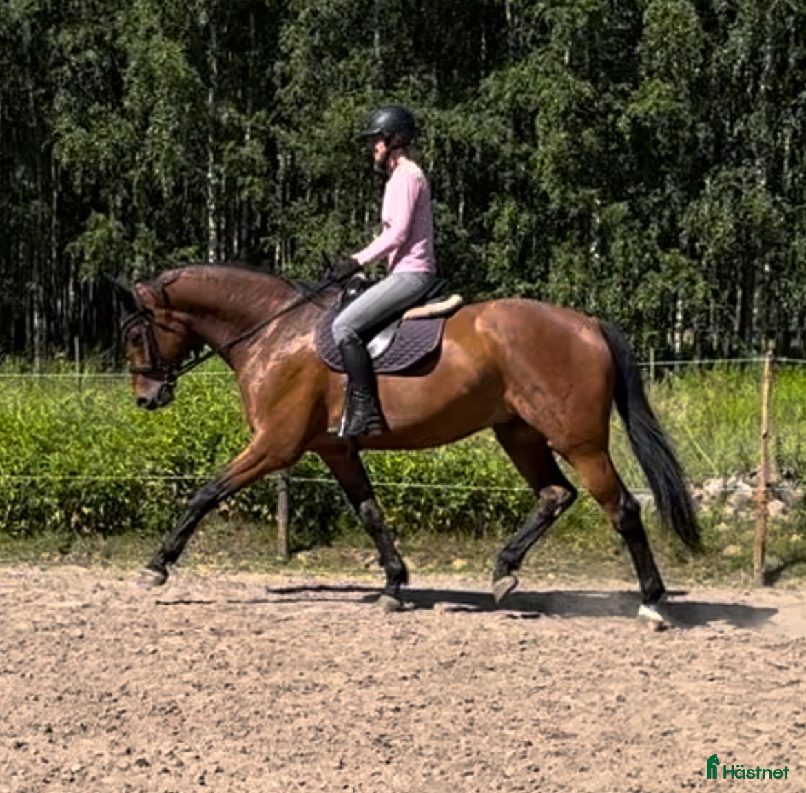  hästar Dressyrkompis - Annons 12
