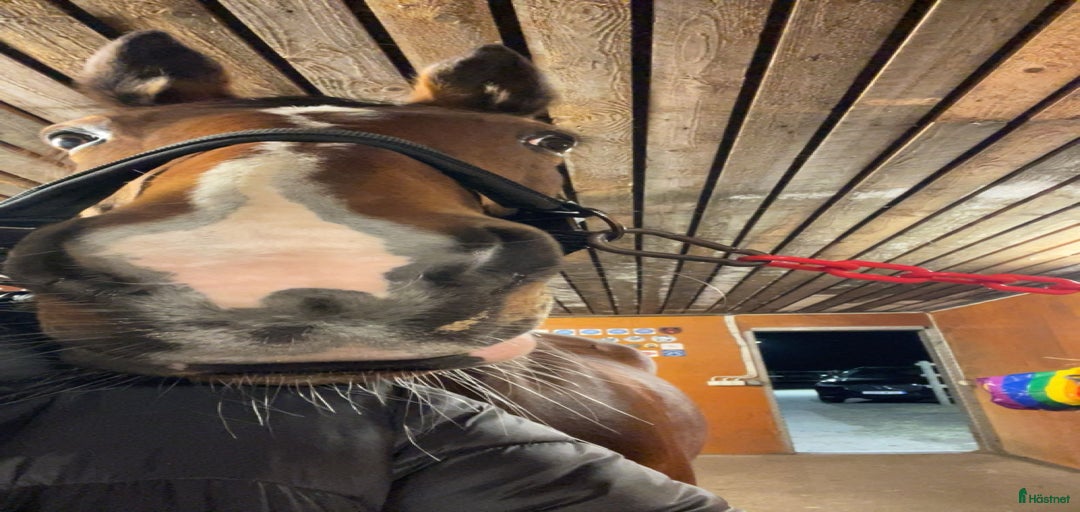 Galleribild {{count}}