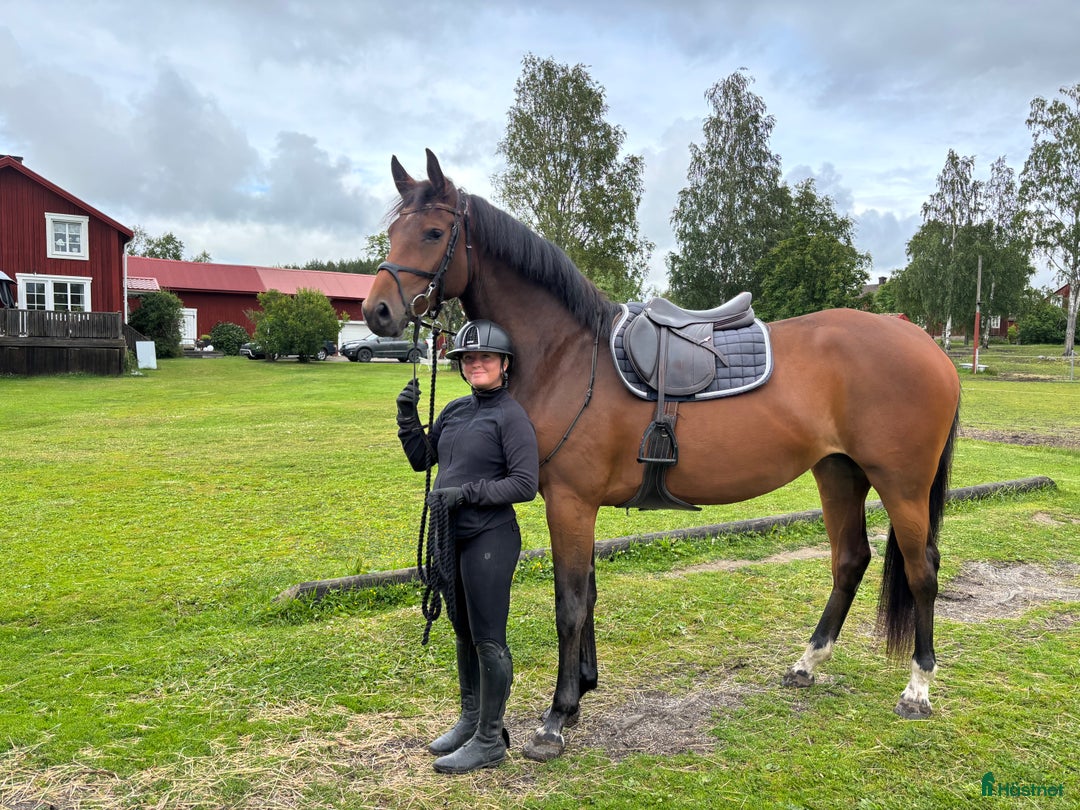 Hoppning hästar till salu: Fint 3 årigt sto efter Montevideo i Hudiksvall - Annons 1