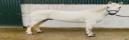 Allround hästar till salu: 5yo Connemara gelding - Annons 11