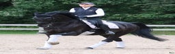 Dressyr hästar till salu: Dressage partner i Helsingfors - Annons 1