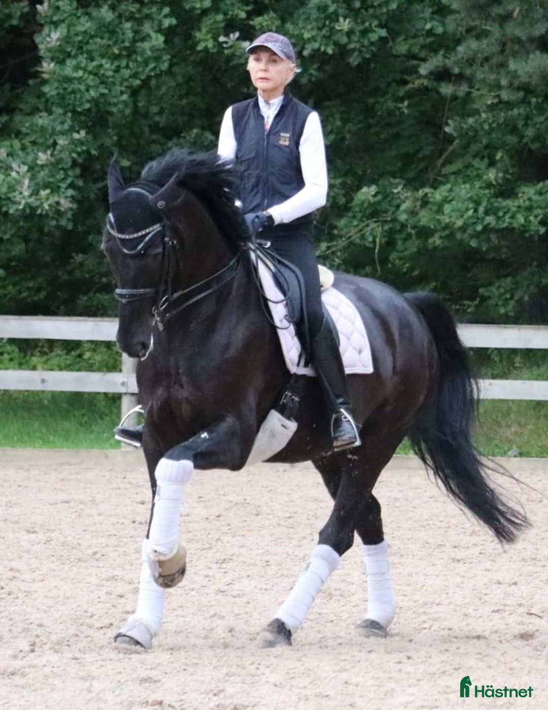 Dressyr hästar till salu: Dressage partner i Helsingfors - Annons 1